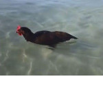 Курица открыла купальный сезон и устроила заплыв возле пляжа во Флориде ▶