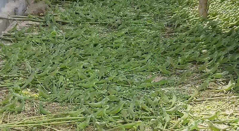 Мексиканский фермер похвастался поголовьем зелёных игуан ▶