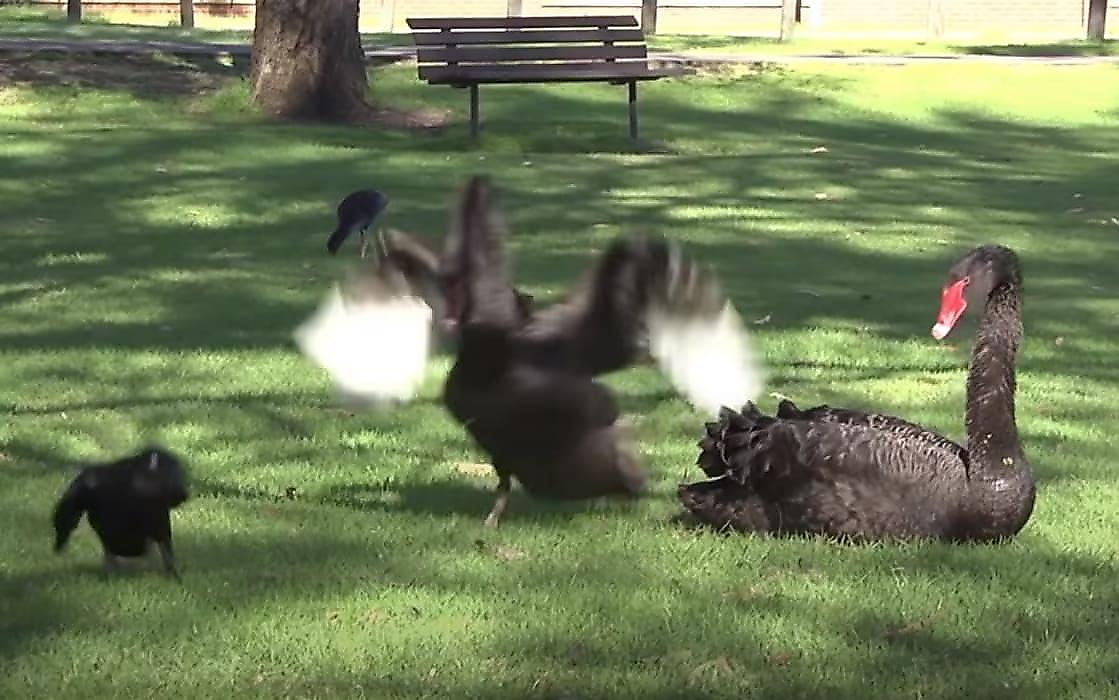 Противостояние ворона с чёрными лебедями, защищающими своих птенцов, попало на видео возле пруда в Австралии