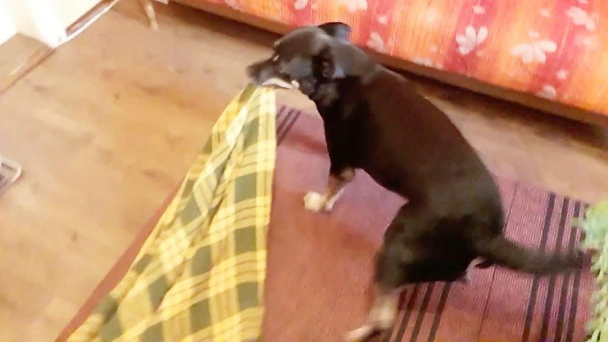 Пёс проигнорировал розыгрыш и отстоял у хозяйки своё одеяло