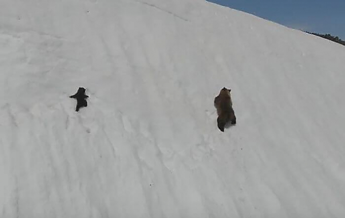 Снежная гора не смогла разлучить медвежье семейство в Магаданской области (Видео)