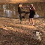 Собаки отбили своего хозяина у агрессивного кенгуру в Австралии (Видео)