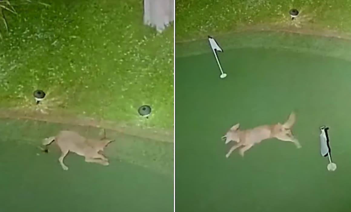 Забавная игра койота с мячом для гольфа попала на видео в США