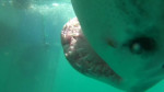 Акула, в погоне за приманкой, чуть не лишила дайвера видеокамеры (Видео)