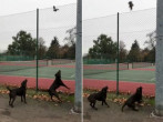 Белка перехитрила двух псов и перепрыгнула за их спины в лондонском парке (Видео)