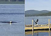 Белоголовый орлан совершил заплыв по озеру, на глазах у шокированного туриста ▶