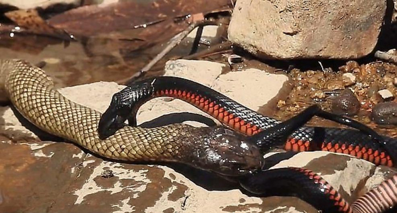Две змеи не поделили территорию частного владения на глазах у шокированной австралийки ▶