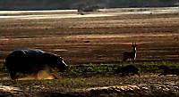 Голодный леопард попытался стащить детёныша у бегемота в Замбии