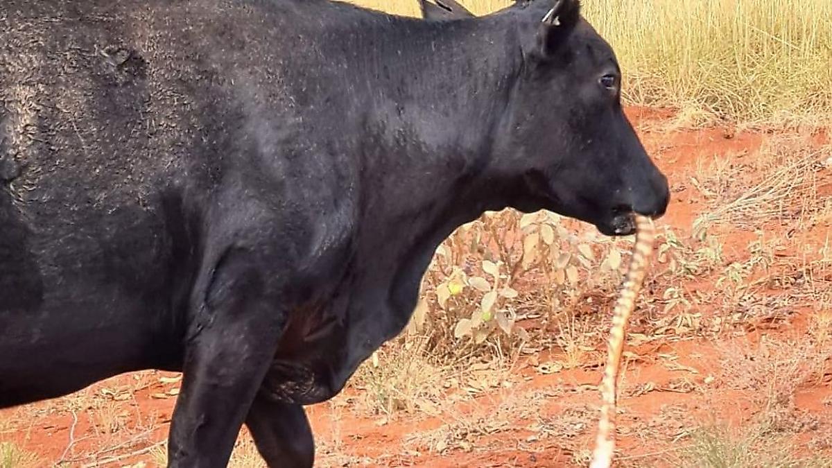 Корова, жующая змею, была замечена в дикой местности в Австралии