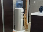 Кот, разобравшись с устройством кулера, утолил жажду и удивил своего хозяина - видео