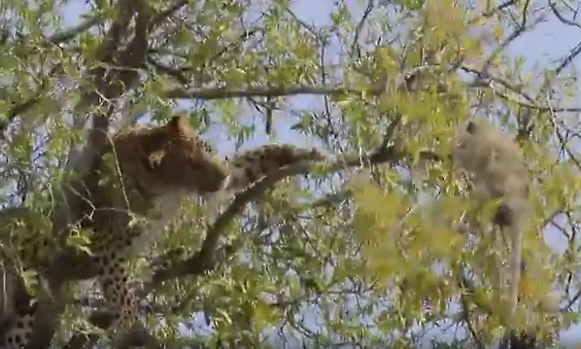 Леопард устроил охоту за детёнышем обезьяны, спрятавшимся на дереве
