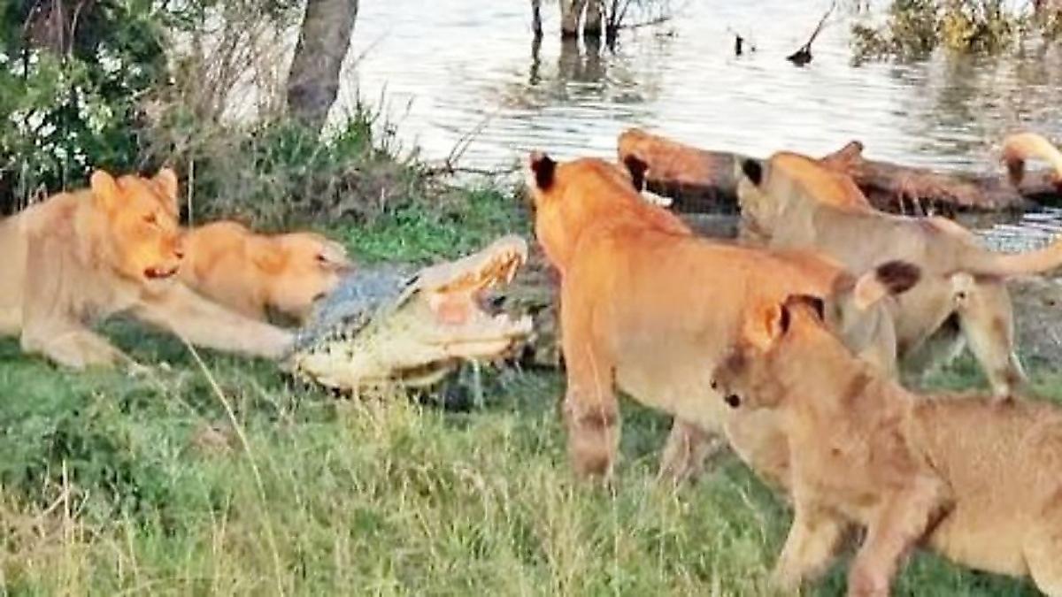 Львы прогнали наглого крокодила, осмелившегося вмешаться в их трапезу