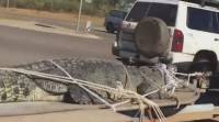 В австралийском ручье поймали огромного, 400-килограммового крокодила (Видео)