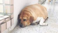 Школьникам запретили кормить разжиревшую собаку на Тайване (Видео) 5