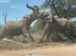 Воинственные слоны, устроившие бой за территорию, попали на видео в ЮАР