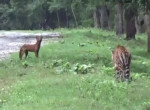 Погоня тигра за волком привлекла внимание туристов в Индии