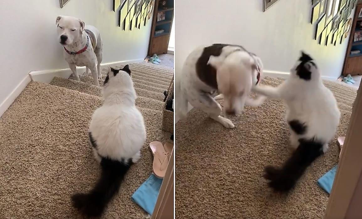 Застенчивый пёс перехитрил свирепого кота и воссоединился со своей хозяйкой - видео