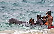Акулы дождались, когда туристы спасут выброшенного на берег дельфина в Кабо-Верде 1