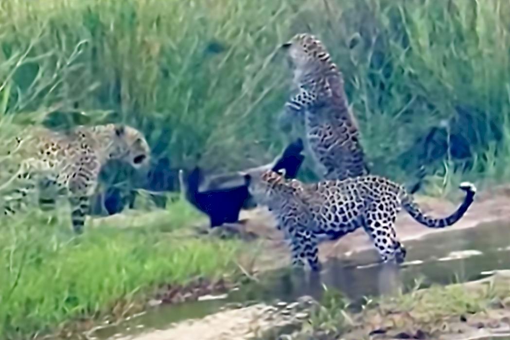 Барсук-медоед дал бой трём леопардам на глазах у туристов в ЮАР
