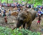 Два экскаватора и толпа местных жителей на протяжении 7-ми часов вытаскивали слона из болота в Индии (Видео) 8