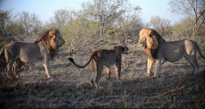 Два льва напали на голодную львицу и лишили её добычи в заповеднике в ЮАР (Видео)