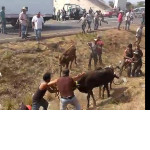 Фура со 100 нелегалами на борту столкнулась с грузовиком со скотом в Мексике ▶