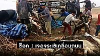 Грузовик с тушами крокодилов опрокинулся в Таиланде 2