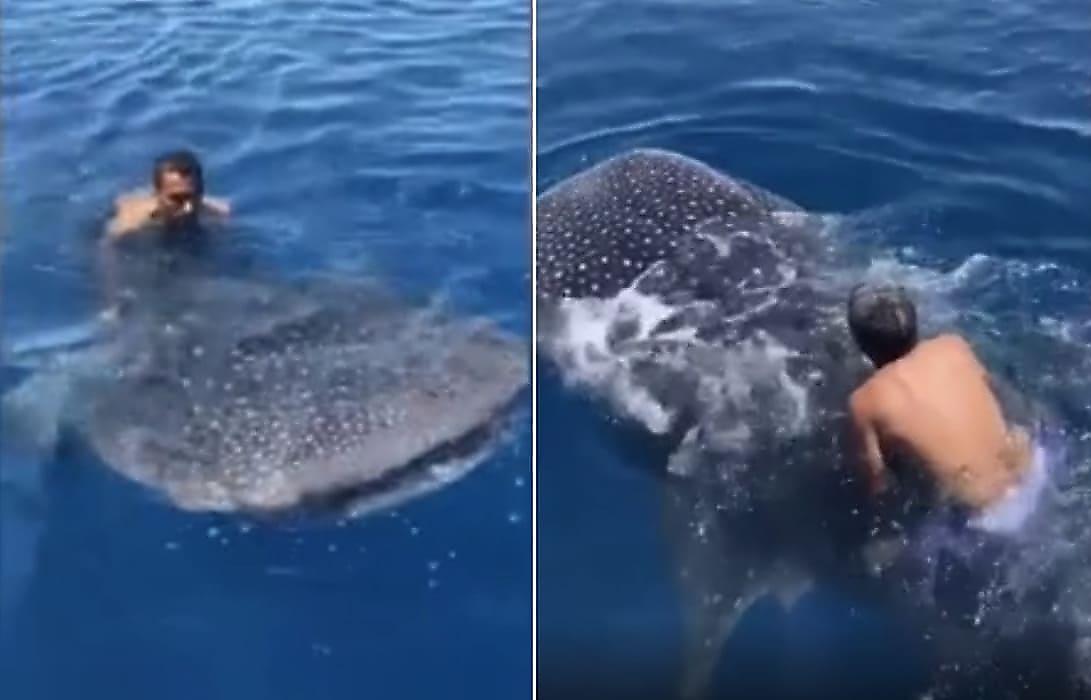 Каскадёр прокатился на спине китовой акулы и снискал себе врагов в интернете