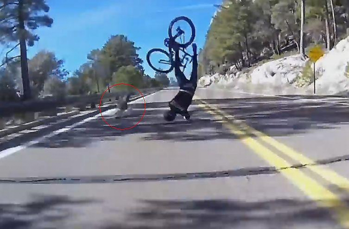 Олень выбил велосипед из-под спортсмена в Аризоне ▶