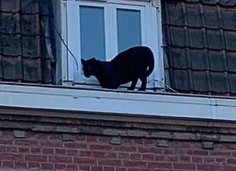 Пантера, гуляющая по крыше дома, была поймана во Франции ▶