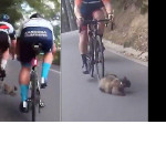Появившаяся на дороге кошка, отправила в больницу четырёх австралийских велосипедистов ▶