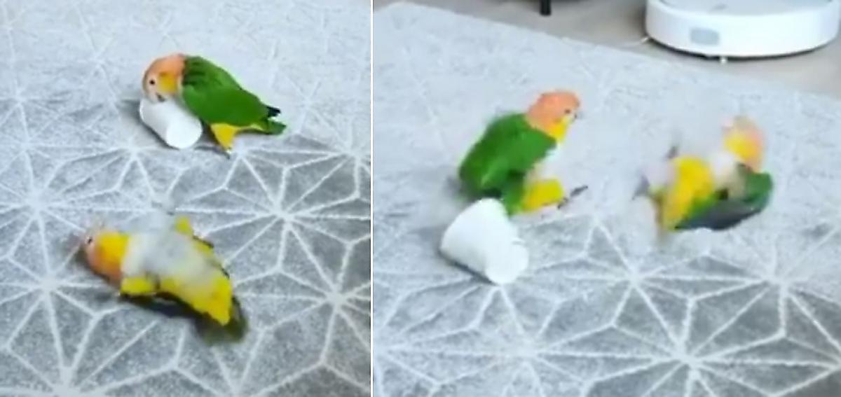 Попугай в стиле ниндзя отнял стакан у соплеменника - видео