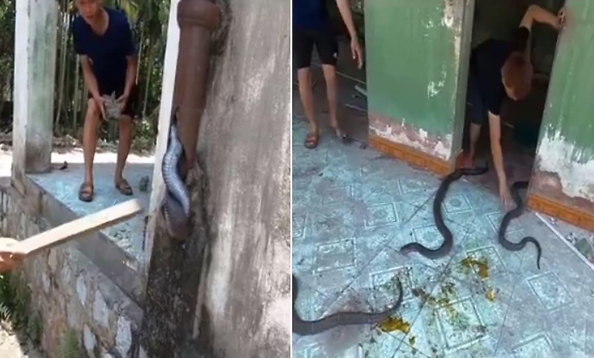 Спасатель поймал трёх змей, застрявших в водосточной трубе
