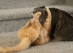 Забавная стычка двух драчливых котов рассмешила интернет