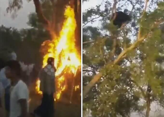 Жители индийской деревни попытались сжечь медведя, спрятавшегося на дереве от разъярённой толпы
