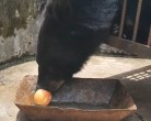 Китаянка два года принимала редкого чёрного медведя за тибетского мастифа (Видео) 1