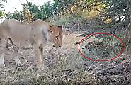 Львица загнала в угол леопарда в индийском заповеднике