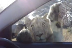 Любопытная львица попыталась проникнуть в салон автомобиля в африканском парке (Видео)