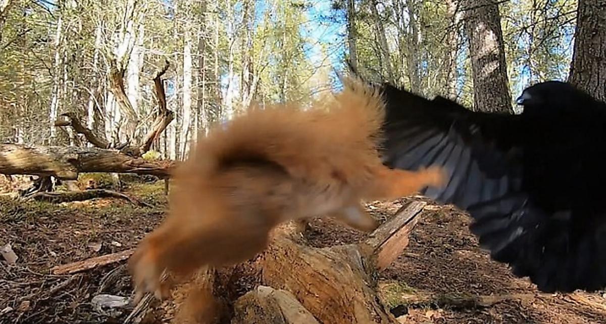 Схватка не поделивших орехи белки с вороной попала на видео в лесу Шотландии