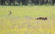 Необычный дуэт: британка сфотографировала зайца, отдыхающего в обществе лисицы в национальном заповеднике 2