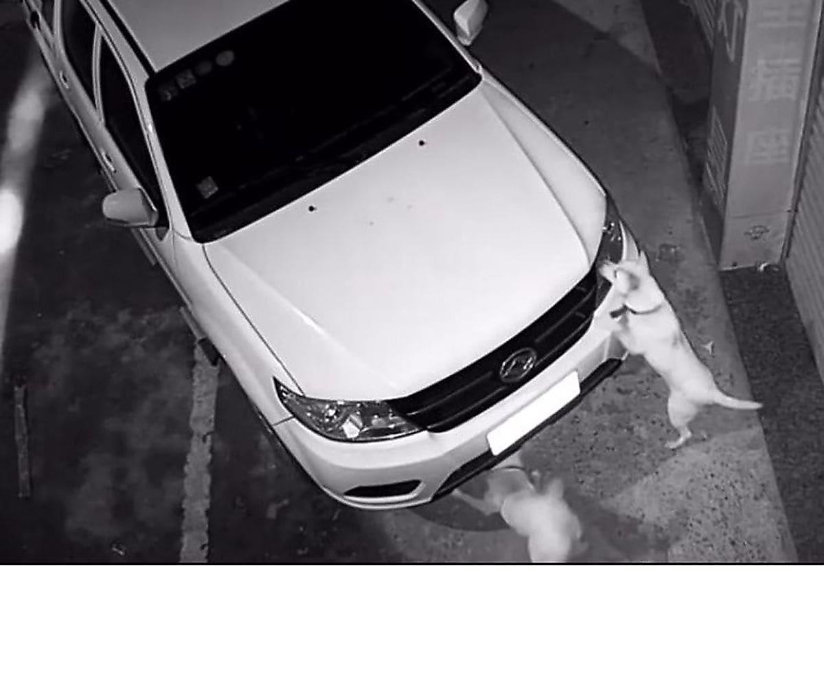 Псы, загнавшие кошку под автомобиль, стали соучастниками мелкого ДТП в Китае