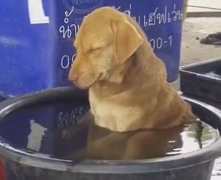 Пёс, засыпающий в тазу с водой, стал героем тайских соцсетей ▶