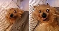 Реакция злющего пса на ранний подъём позабавила интернет-пользователей - видео