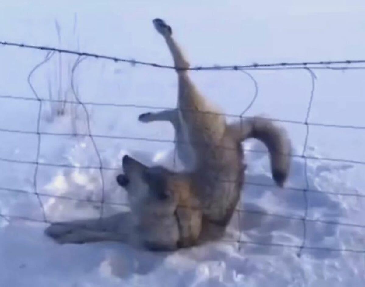 Съёмочная группа освободила волка, застрявшего в колючей проволоке