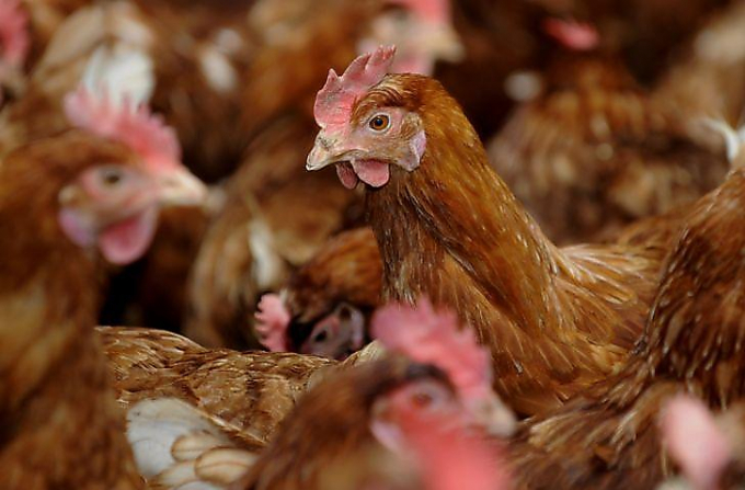 Тысячи кур заклевали лисицу, забравшуюся на птицеферму во Франции