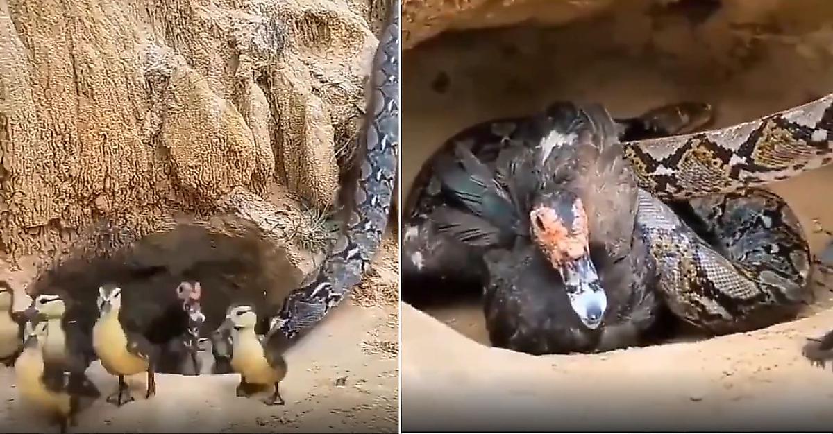 Утка-мать ценой своей жизни спасла птенцов от змеи - видео