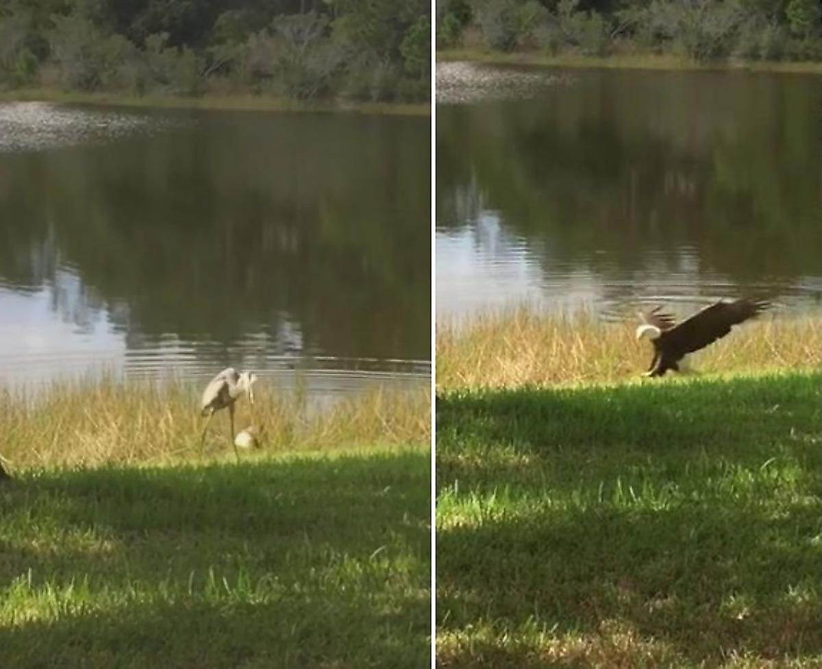 Орёл лишил улова журавля на озере во Флориде