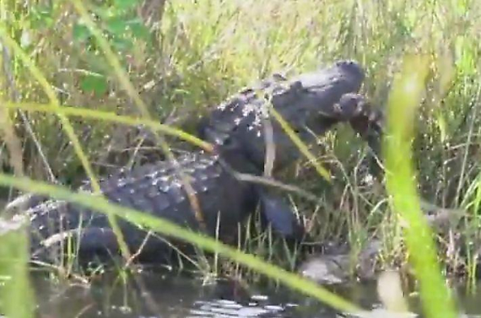 Бой крокодила с питоном снял американский турист ▶