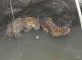 Драка леопардов закончилась на дне колодца в Индии