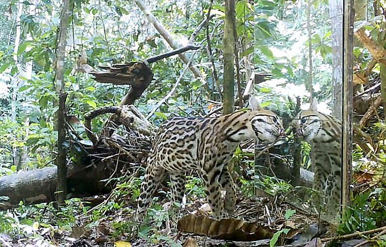 Хищные кошки не смогли пройти мимо зеркала, установленного в джунглях Амазонии ▶